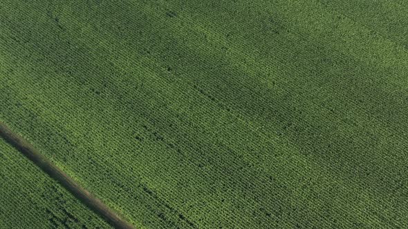 Top view of green corn Zea mays by early morning 4K drone footage
