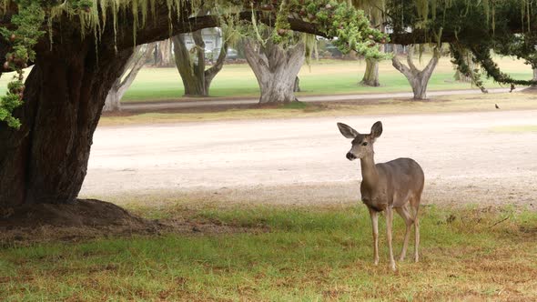 Wild Young Deer Grazing Animal on Green Lawn Grass