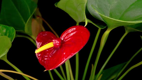 Time Lapse of Opening Red Anthurium Flower alt