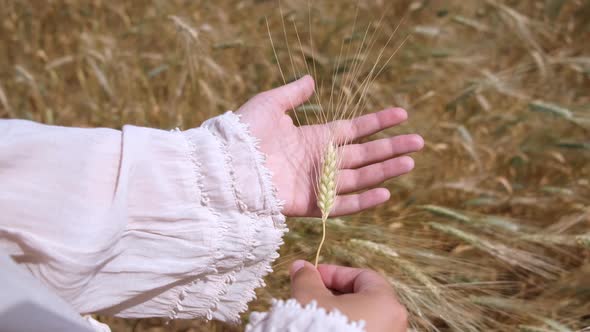 An ear of wheat in a woman's hand. Ears of wheat on the field