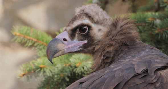 Cinereous Vulture Aegypius Monachus is a Large Raptorial Bird alt