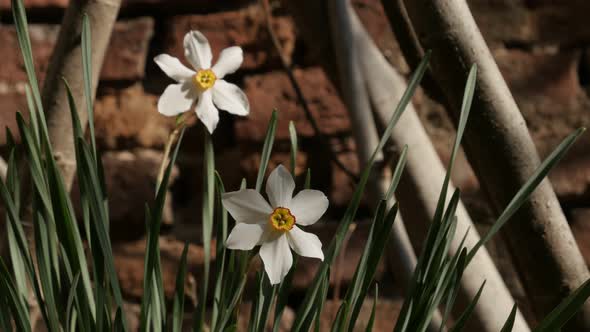 Pair of daffodil plants close-up 4K 2160p 30fps UltraHD footage -  Narcissus poeticus garden flower  alt