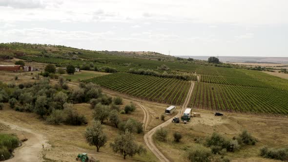 Aerial View of Tractors and Trucks Harvesting in the Vineyards