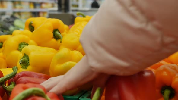 Female Hands in the Market Choose Red Yellow and Orange Bell Peppers