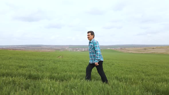 Senior Farmer in Young Green Wheat Field and Examining Crop alt