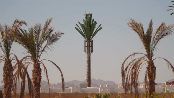 Tower Mobile Antennae As Palm