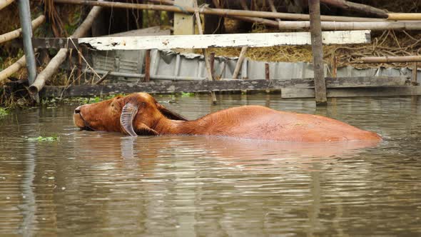 albino water buffalo is playing and swimming in the pond