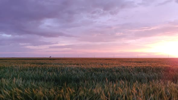 Beautiful Sunset Over A Field Of Green Wheat. The Sun Sets Over The Field