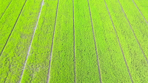 Aerial view of agriculture in rice fields for cultivation. Natural texture alt