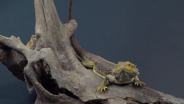 Lizards Bearded Agama or Pogona Vitticeps on Wooden Snag at Black Background in Studio alt