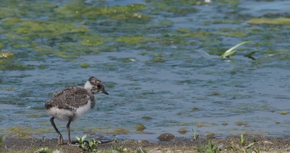 Lapwing Chick Baby Bird Feeding At Waters Edge