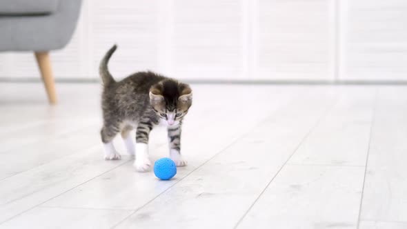 Striped Kitten Playing Blue Ball in Modern Scandinavian Interior Home alt