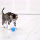Striped Kitten Playing Blue Ball in Modern Scandinavian Interior Home - VideoHive Item for Sale