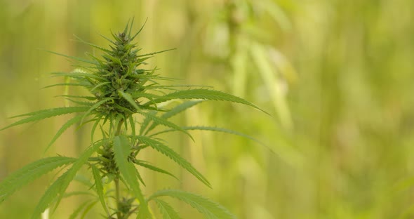 Cannabis Plantation alt