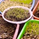 Home Growing Micro Green Sprout Salad - VideoHive Item for Sale