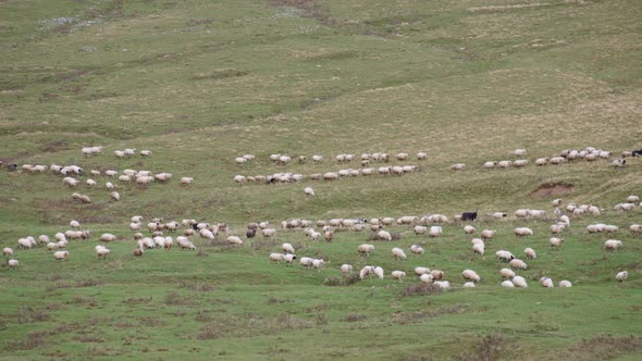 A flock of sheep moving on green meadow alt