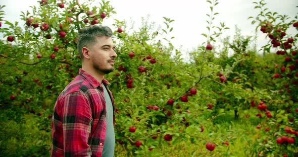 The Farmer Walks in the Middle of the Apple Orchard with Fresh and Ripe Apples alt