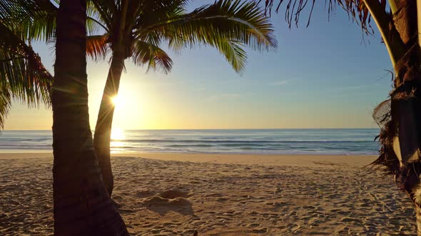 Beautiful coconut palm trees on the beach Phuket Thailand, Phuket Islands Palms trees on the ocean. alt