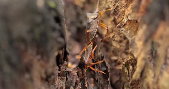 Forest Bug or Redlegged Shieldbug Pentatoma Rufipes is a Species of Shield Bug alt