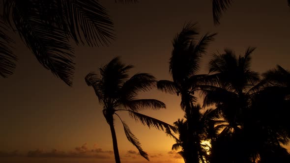 Sunset In Backlight With Palms Trees In Caribe