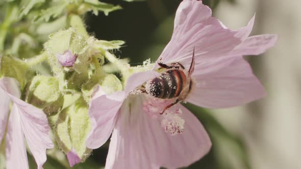 A busy bee is collecting pollen from pink wildflower. Close-up, side view of honey bee gathering foo alt