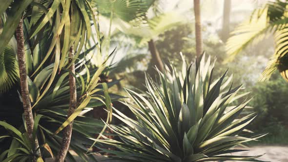 Light Ray in a Jungle Rainforest alt