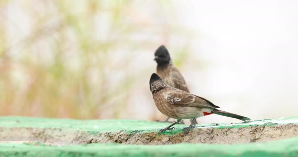 Pair of Red Vented Bulbul birds sit on edge of a man made water body to quench their thirst during a alt