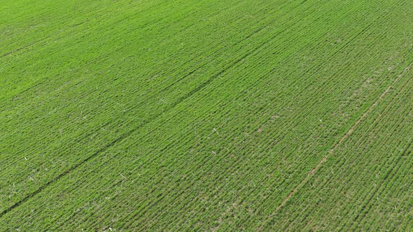 Green agricultural field crop from above 4K drone video
