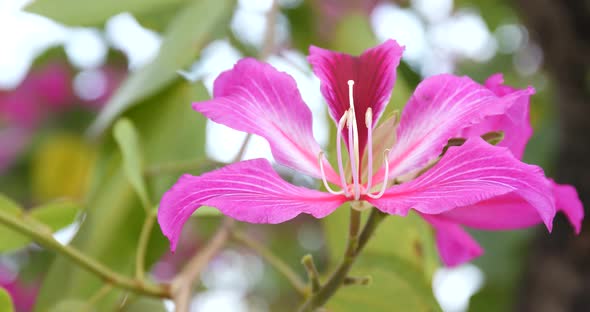 Bauhinia purpurea flower alt