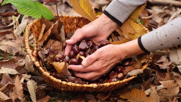 Woman's hands displaying chestnuts from a wicker basket in autumn forest. alt