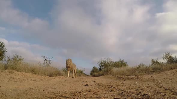 A male lion walks towards and past a GoPro on the ground along a dirt road in Africa. alt