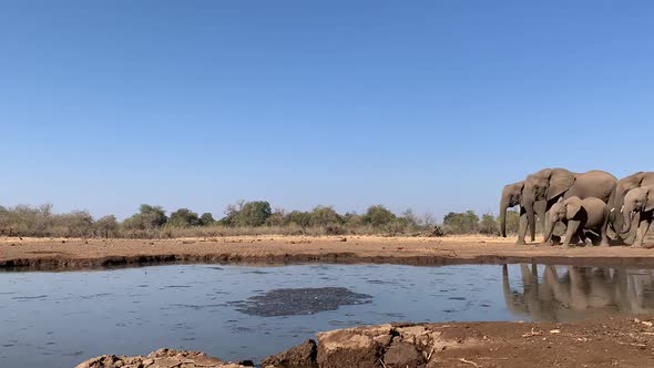 Timelapse of a herd of African elephants arriving and drinking at a waterhole, Mashatu Botswana. alt