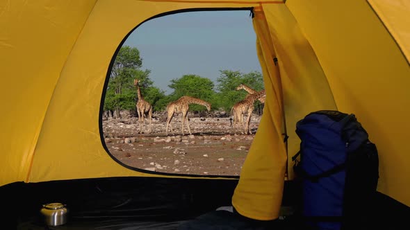 View from Opening Tent on Savanna with Giraffes Drinking at Watering Hole, Africa