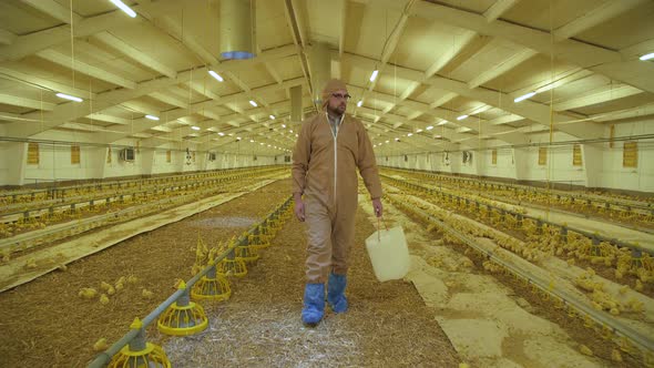 Farmer Checking the Process of Chicken Growing on Poultry Farm alt