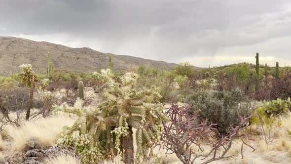 Closeup dolly shot of cholla cactus in Arizona desert, also called Jumping Cactus alt