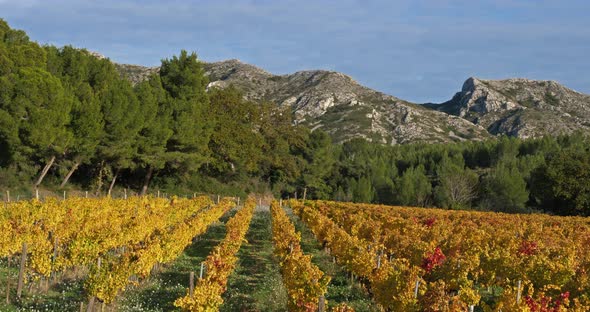Mountains of the Alpilles overlooking the vineyards, Saint Remy de Provence, France alt