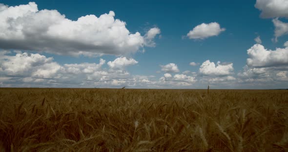 Clouds Float on The Endless Wheat Fields