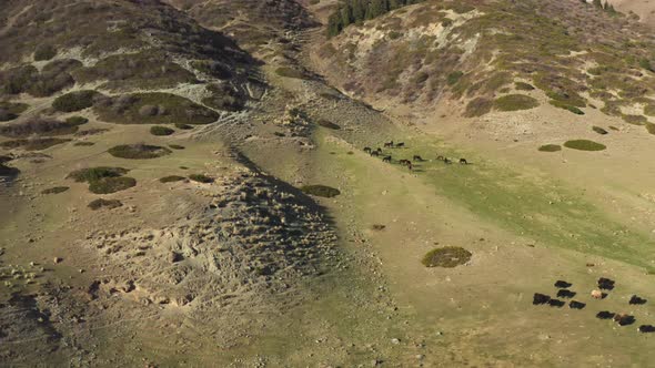 A beautiful aerial flight over a mountain-steppe valley with small grazing animals. alt