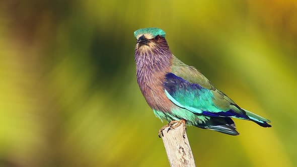 Indian roller in Sri Lanka alt