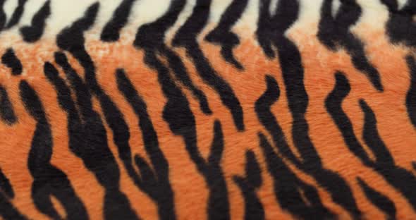 Tiger Fur Fabric Closeup alt