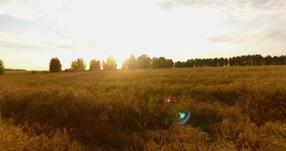 Camera Flight Over the Wheat Field alt