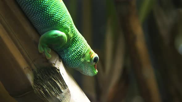 side view of a madagascar giant day gecko on a bamboo stem alt