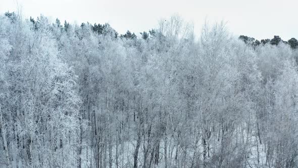  Frosty trees in the forest in the winter cloudy morning.