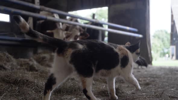 Slow Motion Footage of a Farm Cat Moving Through Hay, Next to a Herd of Cows alt