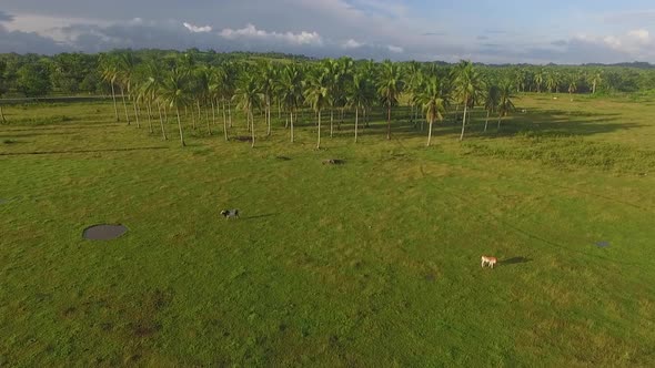 Aerial view of Farm Animals in Field in the Philippines