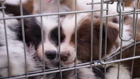 Two Cute Little Puppies Rest Next to Each Other in a Cage Until Another Puppy Disturbs Them