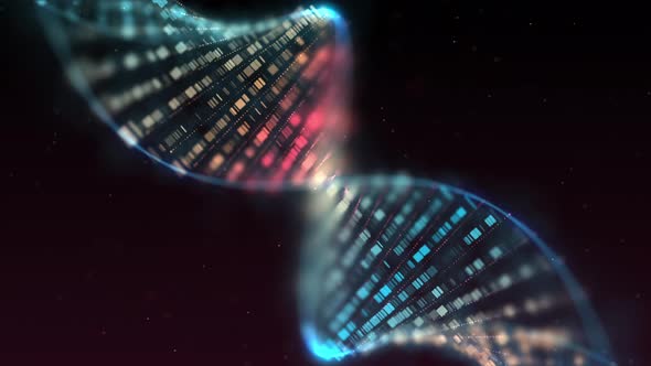 Human DNA Helix