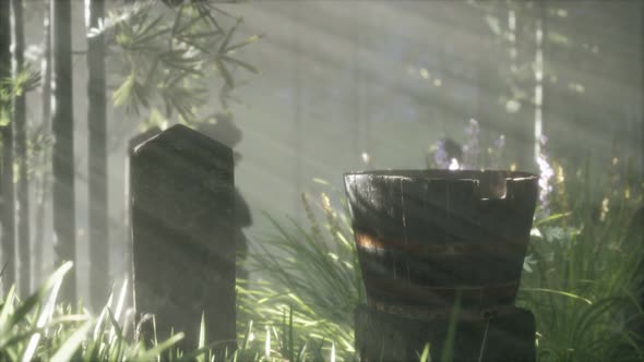 Japan Bamboo Forest and Green Meadow Grass with Natural Light alt