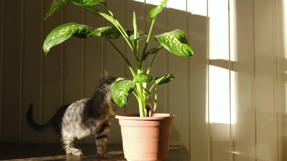 Little Gray Cat Sitting Near of Green Potted Houseplant at Home and Playing alt