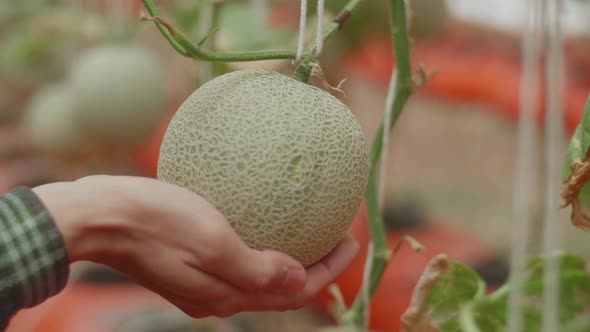 A Melon In The Hands Of A Man In Green House Of Melon Farm alt